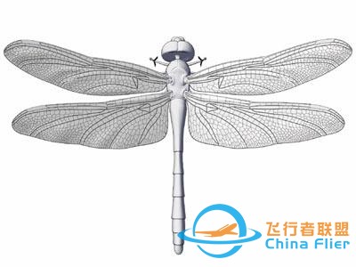 蜻蜓是昆蟲界最優秀的飛行員？從飛行方式、技巧和翅膀本身說起-518