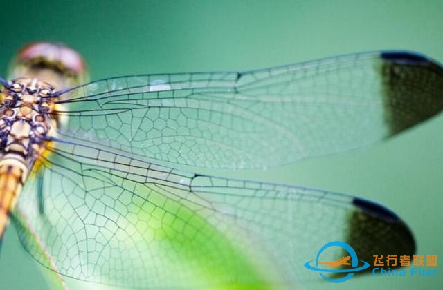 蜻蜓，飛行界的王者，科學家研究多年，仍未完全搞清楚蜻蜓的秘密-6561