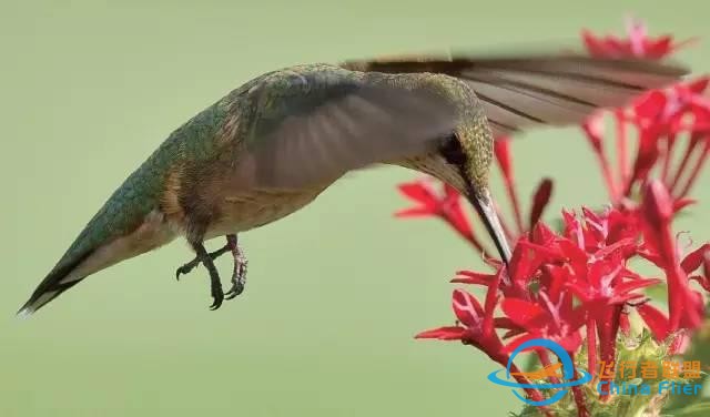 少年科學粉每日一題｜翱翔、滑翔、鼓翼……鳥兒飛行方式這么多？-8105