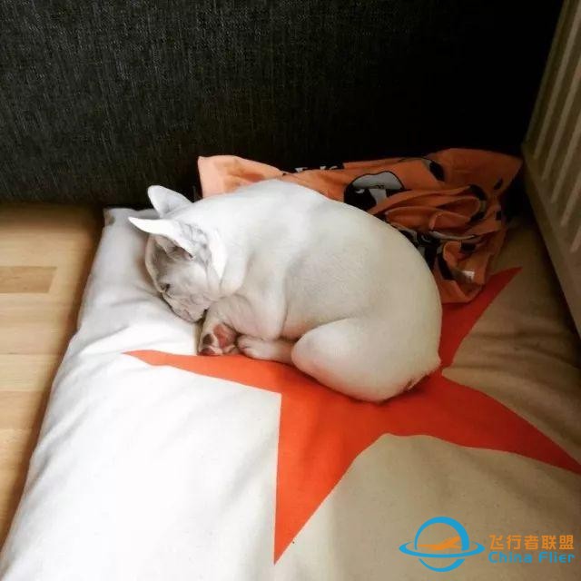 貓狗是兩種個(gè)性迥異的寵物，但在這一點(diǎn)上卻能達(dá)成共識丨每日午間報(bào)-8608