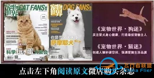 貓狗是兩種個(gè)性迥異的寵物，但在這一點(diǎn)上卻能達(dá)成共識丨每日午間報(bào)-9792